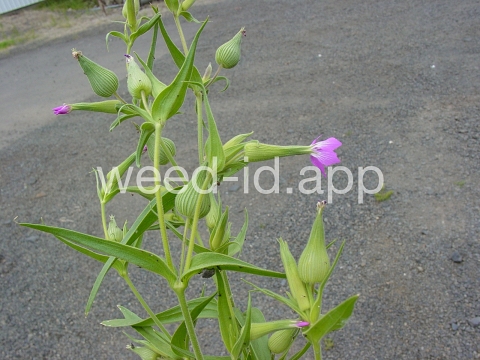 catchfly, cone